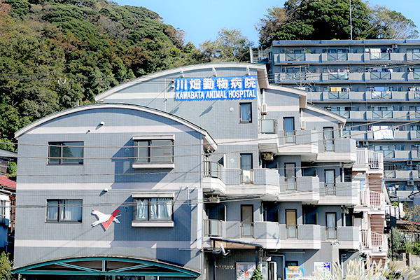 岩戸本院